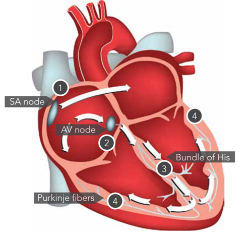 Detailed heart illustration v2