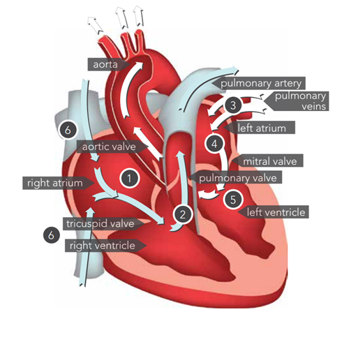 Detailed heart illustration