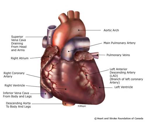 Diagram of the heart showing the different atriums, arteries and ventricles.