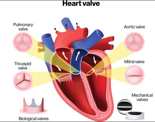 Heart Valve Illustration