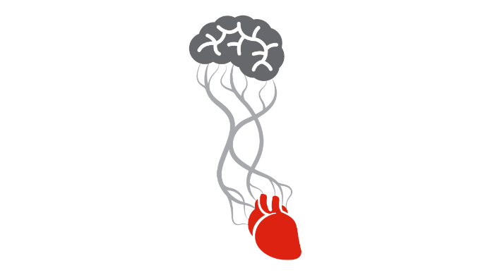 Brain and heart connection