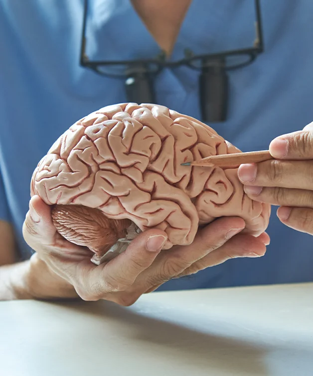 A doctor talks about the parts of the brain using a pencil.