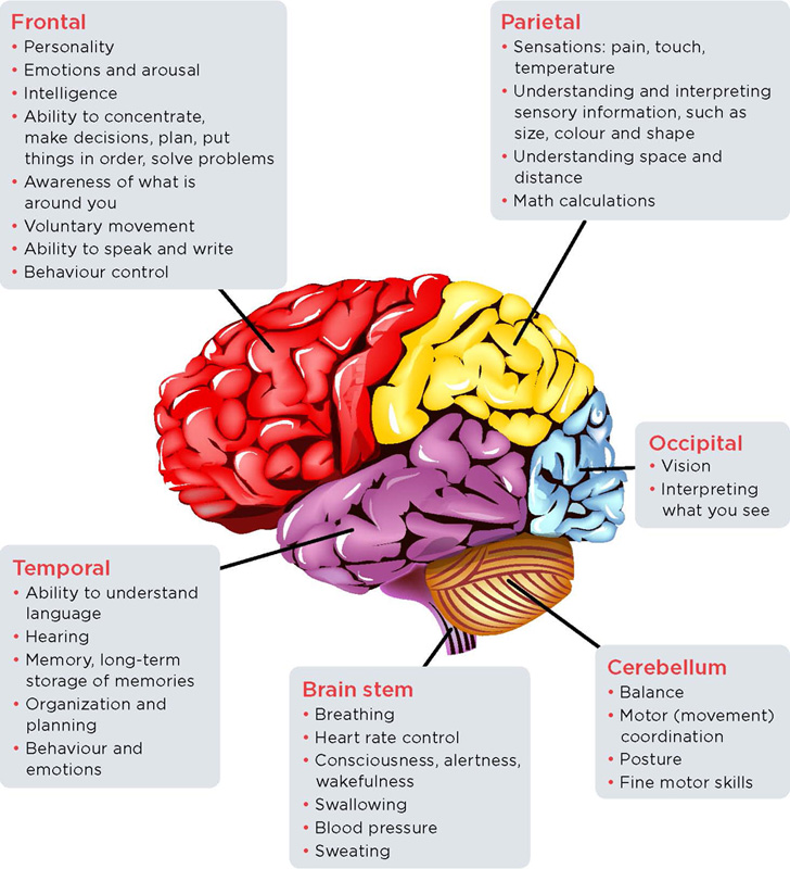 Regions of the brain and what they control