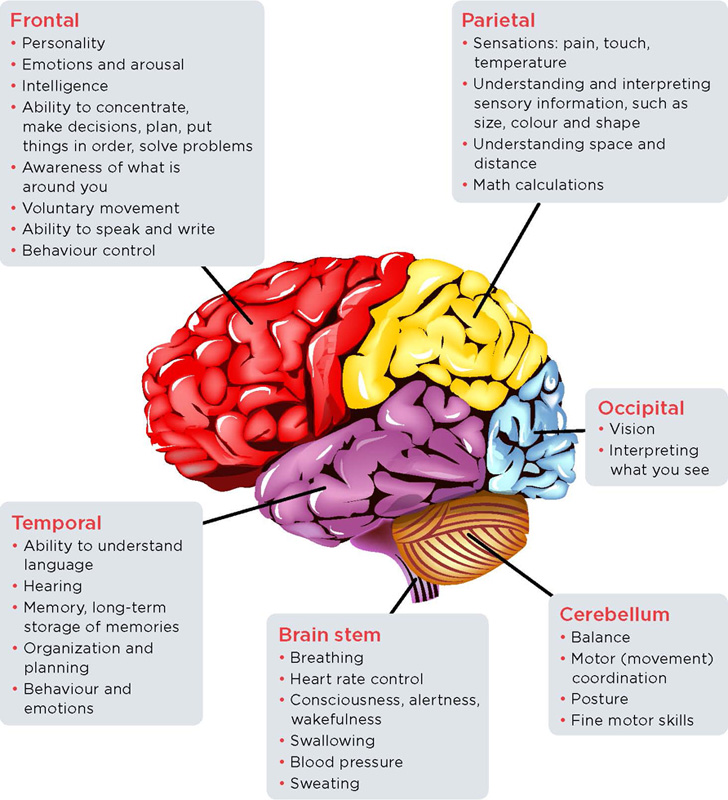 <p>Regions of the brain and what they control</p>
<p> </p> <p>Regions of the brain and what they control</p>
<p> </p>