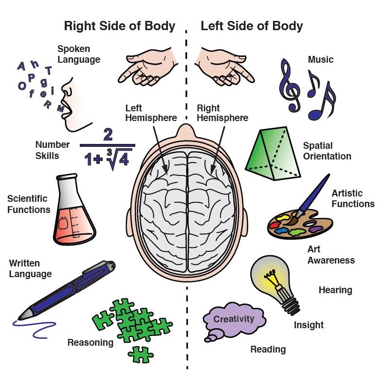 Stroke and the brain | Heart and Stroke Foundation